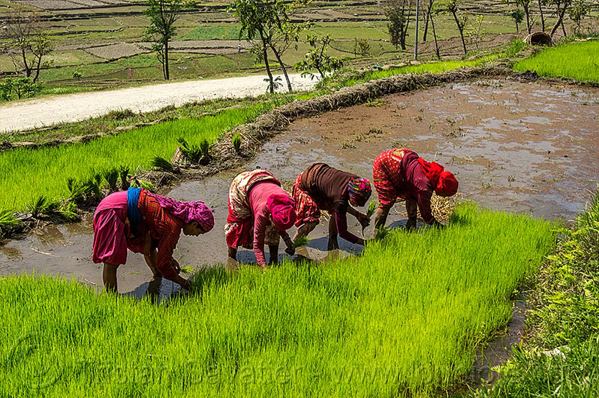 nepali women transplanting rice seedings, nepal