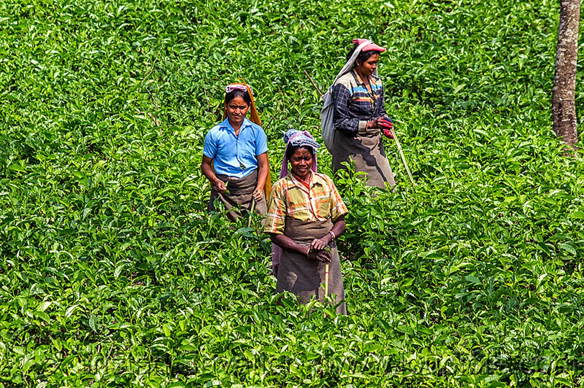 Women Harvesting Tea Leaves, India