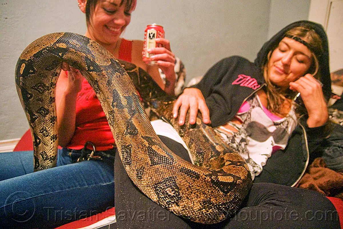 Pet Boa