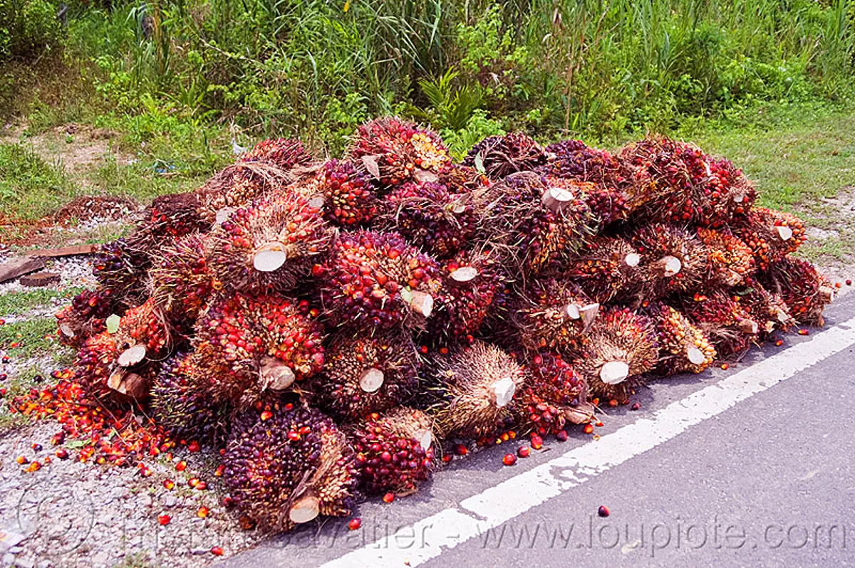 Buah Kelapa Sawit