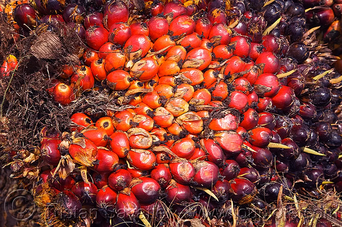 Palm Fruit