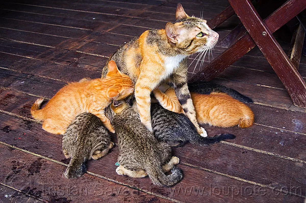 nursing kittens