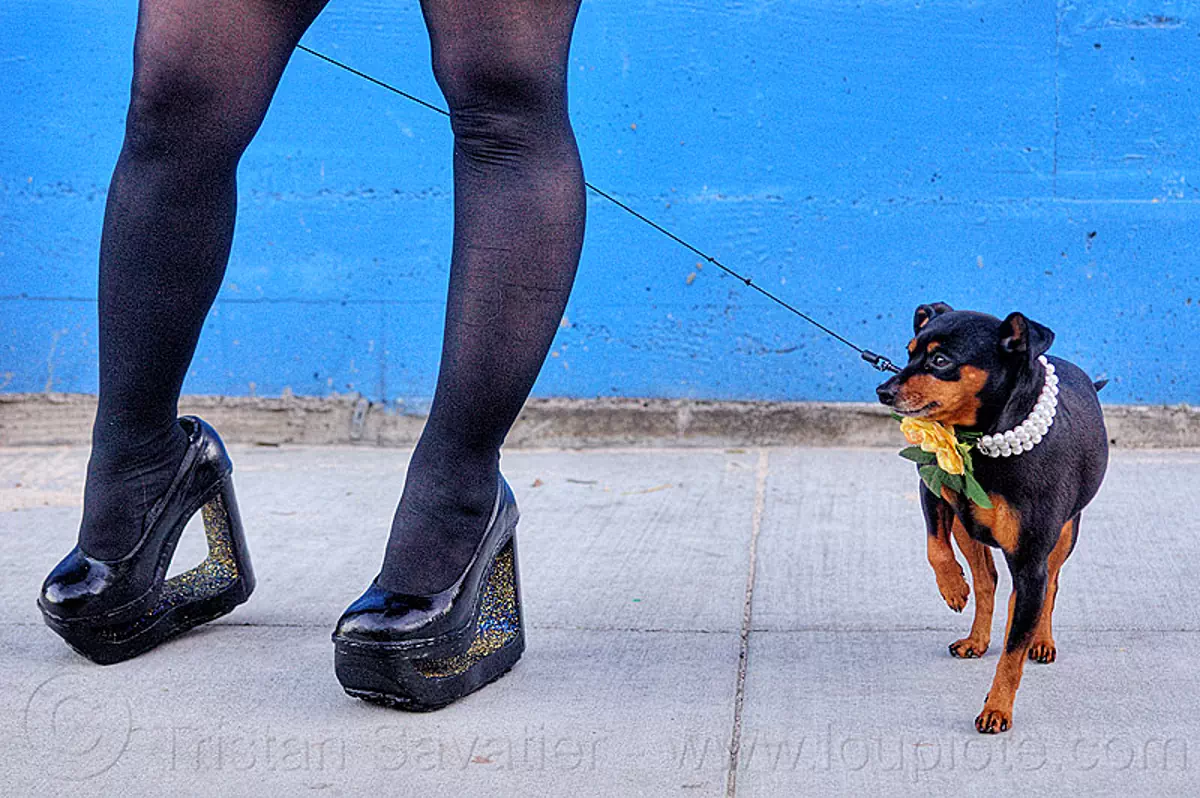 high heel platform shoes and little dog, black stockings, black tights ...