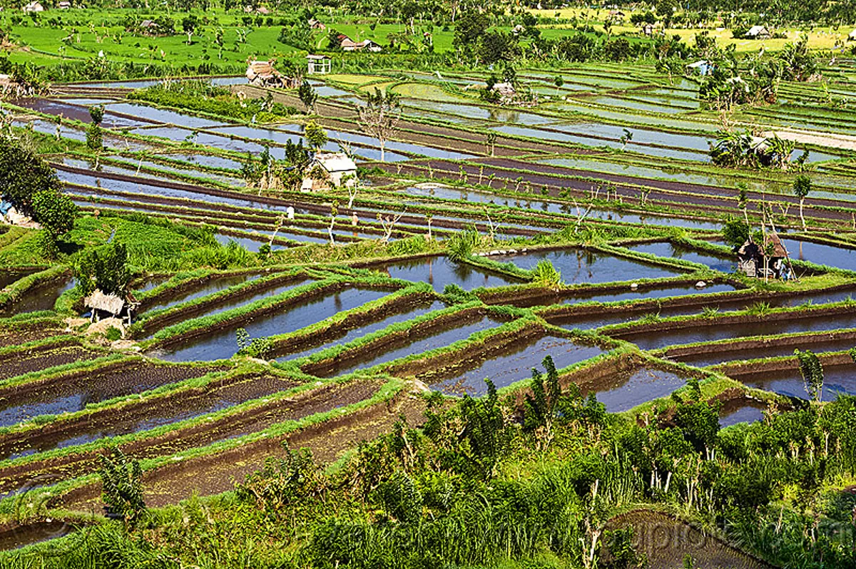 Rice Paddy Terrace