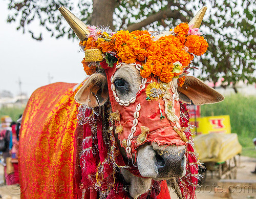 holi cow festival delhi