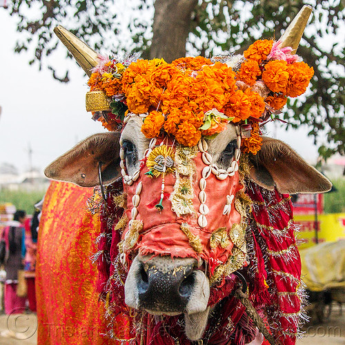 holi cow music festival