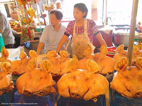 pigs heads