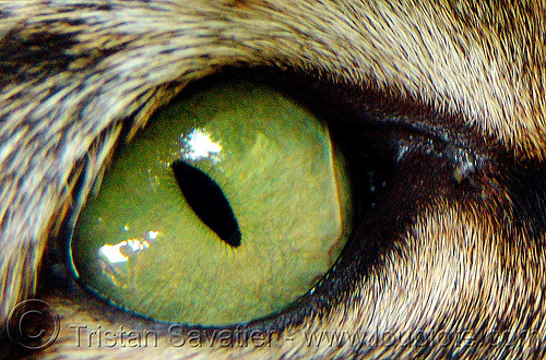 cat eyes imagenes. cat eyes close up.