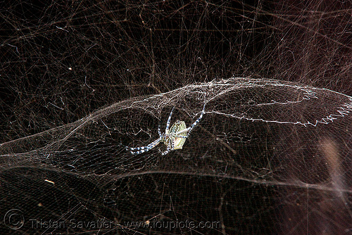 spiders in laos