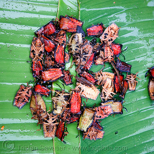 Laos (all photos) · Eating Bugs - Edible Insects - Entomophagy