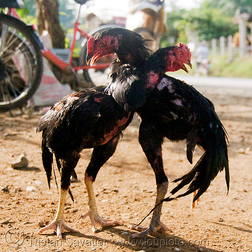 Gamecock Rooster