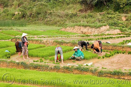 People Field