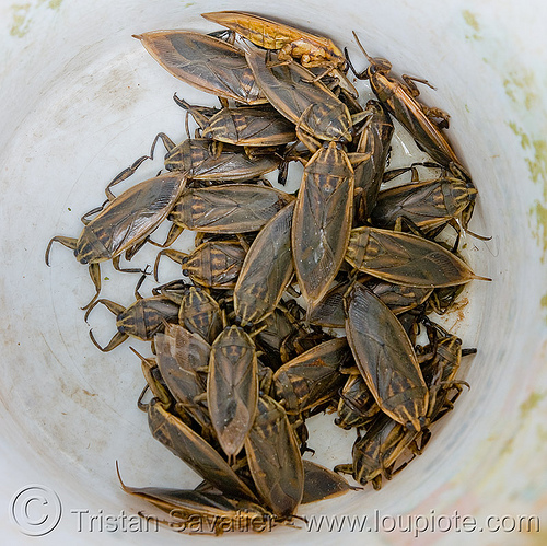 Pictures Of Insects And Bugs. Bugs - Edible Insects -