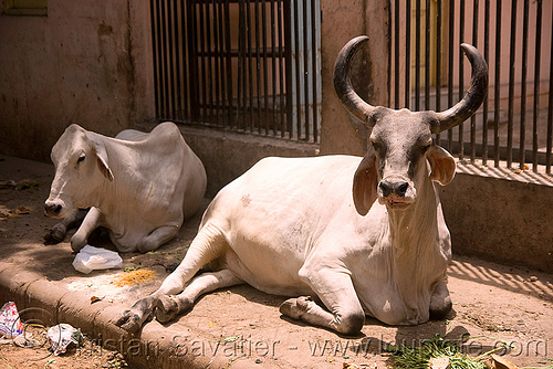 cows from india