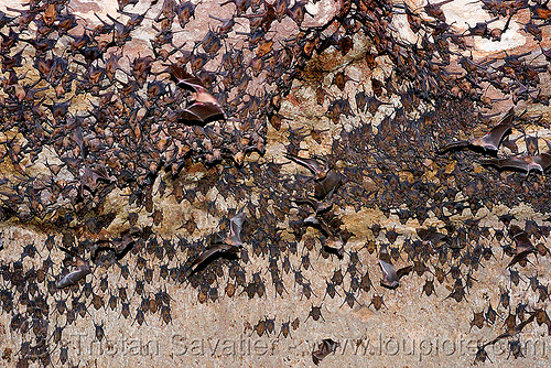 bats in india