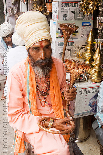 Hindu Cobra