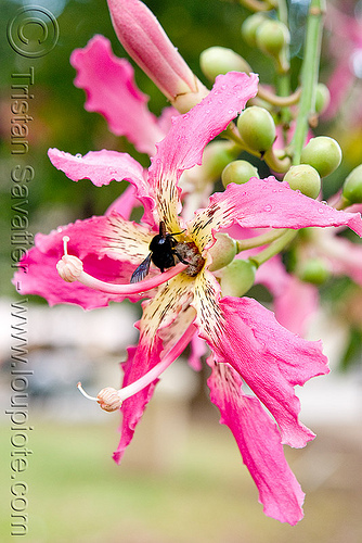 Silk Tree Flower