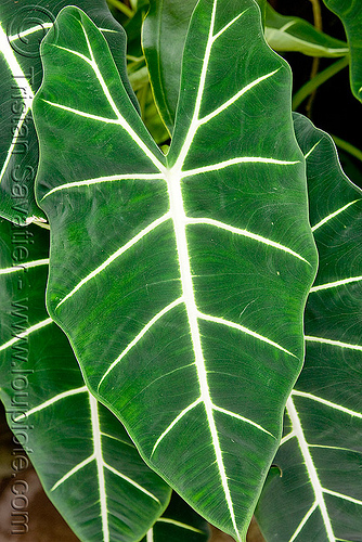leaf tropical