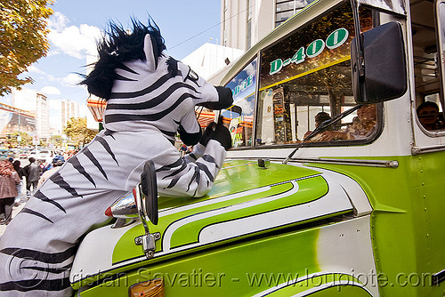 Zebra Bus