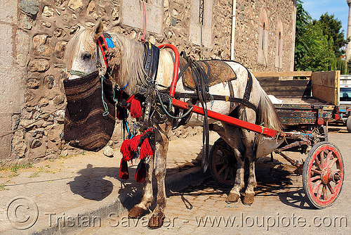 horse feeding bag