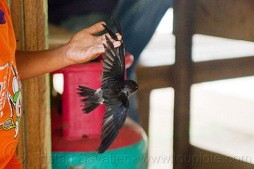 bird holding baby