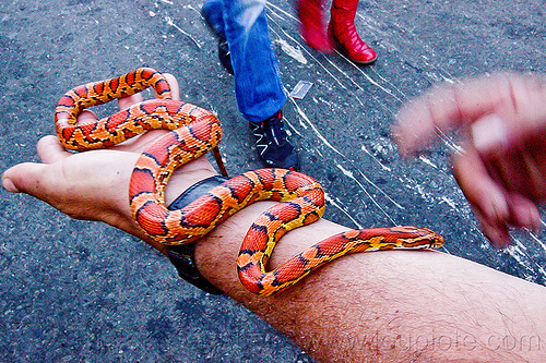 8026255780-corn-snake.jpg