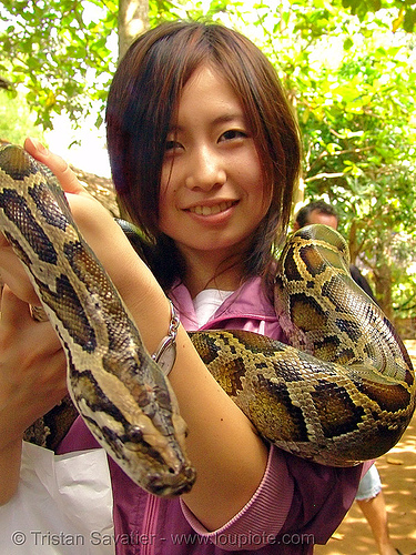 Japanese Snake Head