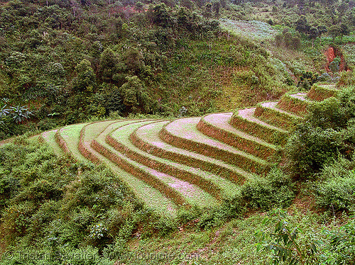 Farming Rice