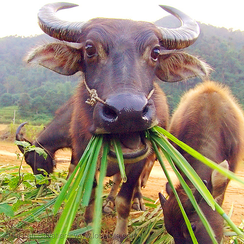 cow buffalo