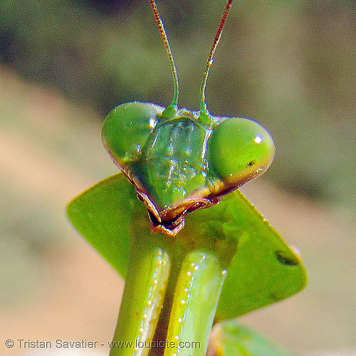 Shield Mantis