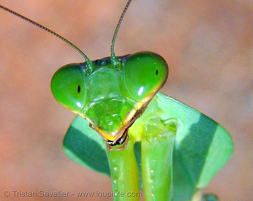 Shield Mantis