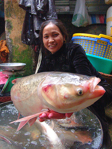 Vietnam Fish