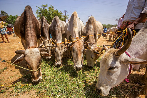 cows eating hay (india), cattle market, cows, eating, hay, leash, ropes, west bengal