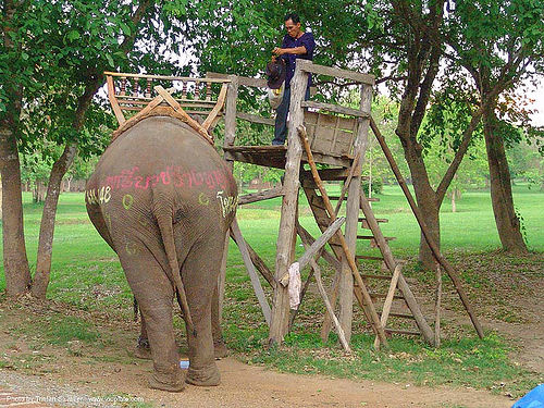 ช้าง - elephant - painted - thailand, asian elephant, elephant riding, ladder, man, painted, park, rear, stairs, steps, tail, trees, ช้าง