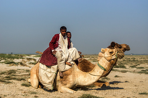 farmers with their camels (india), camel muzzle, double hump camels, flood plain, ganga, laying down, men, resting, riding, sand