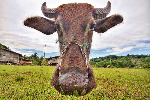 floating cow head - water buffalo, borneo, cow nose, cow snout, ears, floating, grass field, grassland, head, malaysia, water buffalo