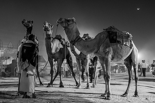 four camels on street at night (india), double hump camels, hindu pilgrimage, hinduism, kumbh mela, men, moon, night