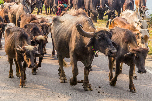 herd of water buffaloes and cows walking on road (india), cows, herd, necklace, road, walking, water buffaloes