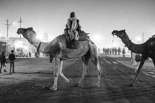 hindu man riding camel - crossing street - kumbh mela 2013 (india), double hump camels, hindu pilgrimage, hinduism, in tow, kumbh mela, man, night, pilgrim, riding, towing, walking