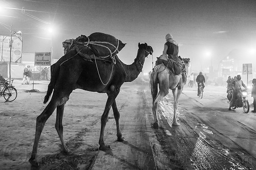 hindu pilgrim riding camel in street - kumbh mela 2013 (india), backlight, double hump camels, hindu pilgrimage, hinduism, in tow, kumbh mela, man, night, pilgrim, riding, towing, walking
