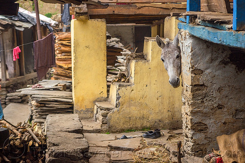 horse pick-a-boo (india), grey, head, horse, house, janki chatti, village