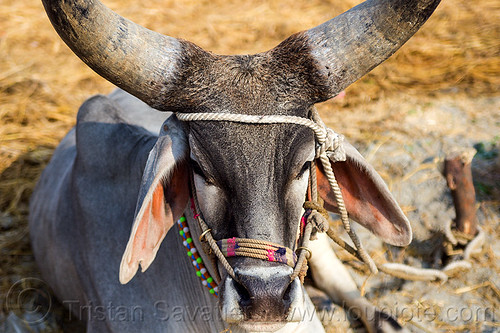 indian kankrej cow with very big horns, attached, big horns, cow, hare krishna, hindu pilgrimage, hinduism, iskcon, kankrej cows, kumbh mela, laying down, ox, resting, rope, sitting