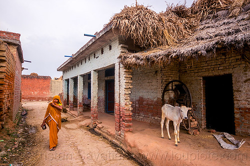 indian woman and calf in village street, baby animal, baby cow, calf, house, khoaja phool, village, water buffalo, woman, खोअजा फूल