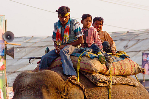kids riding elephant (india), asian elephant, boys, children, elephant riding, hindu pilgrimage, hinduism, kids, kumbh mela, mahout, man