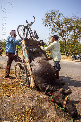 loading up on a tricycle the carcass of a water buffalo killed in a traffic accident (india), accident, carcass, cargo tricycle, cow, crash, dead, freight tricycle, hay, injured, laying, loading, men, road, rope, trike, tying, water buffalo