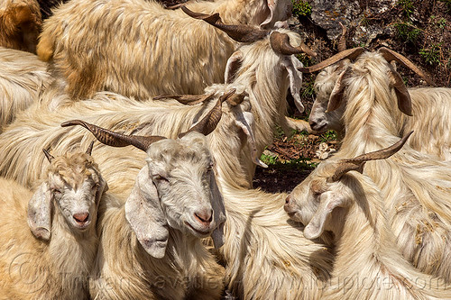 long-haired himalayan goats - wild, capra aegagrus hircus, changthangi, herd, pashmina, wild goats, wildlife