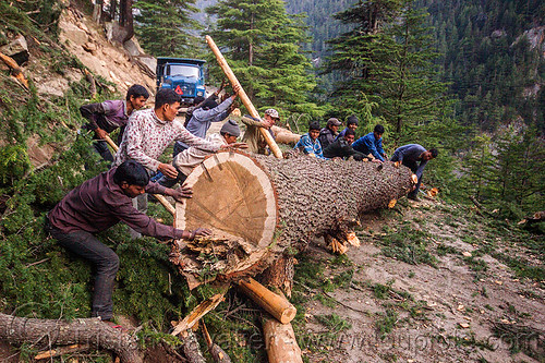 lumberjacks rolling tree log (india), bhagirathi valley, lumberjacks, men, mountain road, mountains, rolling, tree log, tree logging, trunk, workers, working