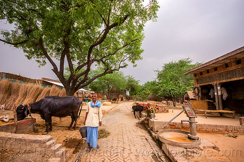 man feeding his water buffalo in indian village, brick pavement, bucket, cow, hand pump, khoaja phool, tree, village, water buffalo, water pump, woman, खोअजा फूल