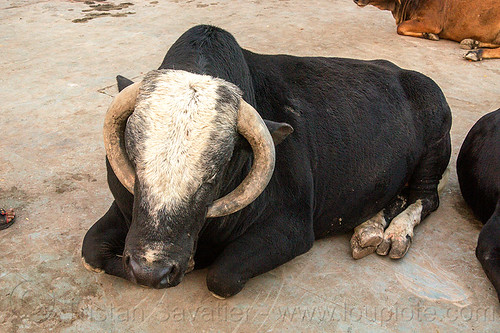 massive bull laying down (india), big, huge, large, laying down, resting, sleeping bull, street cow, varanasi
