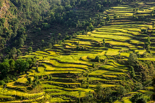 rice paddy terraces (india), agriculture, landscape, pindar valley, rice fields, rice paddies, slope, terrace farming, terraced fields